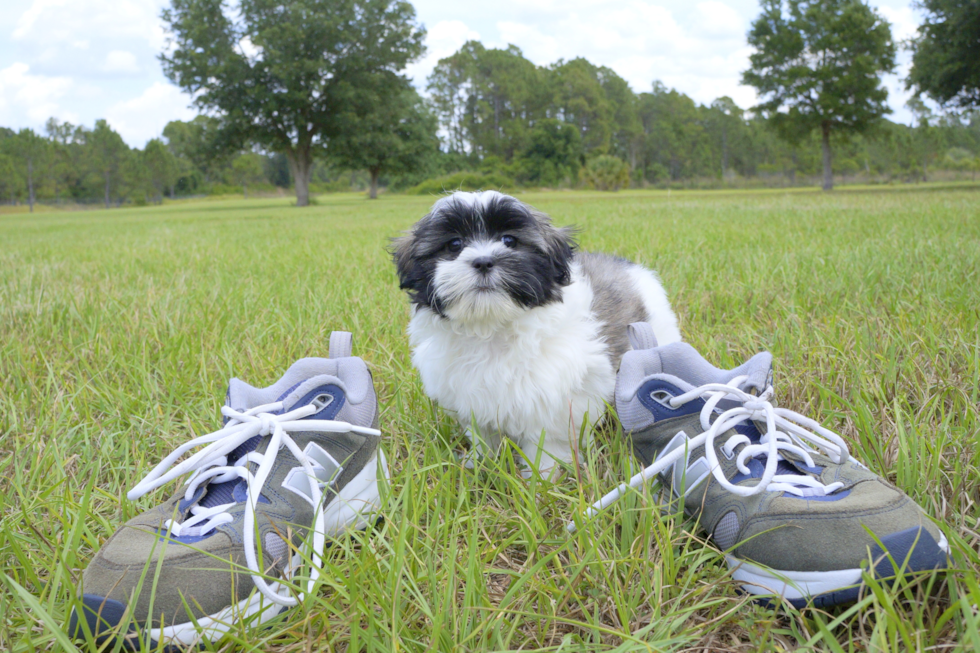 Meet Isabell - our Havanese Puppy Photo 2/3 - Florida Fur Babies