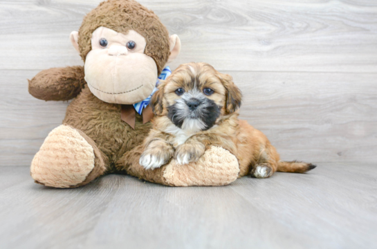 13 week old Shorkie Puppy For Sale - Florida Fur Babies