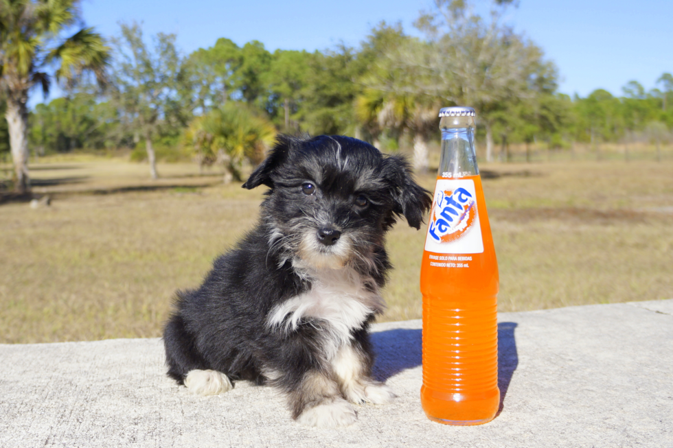 Meet Tuxedo Jack - our Havanese Puppy Photo 2/3 - Florida Fur Babies
