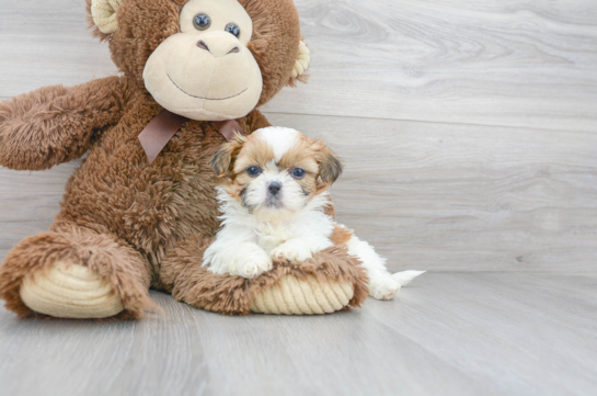 20 week old Shih Tzu Puppy For Sale - Florida Fur Babies