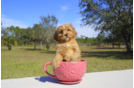 Meet Joseph - our Cavapoo Puppy Photo 2/2 - Florida Fur Babies