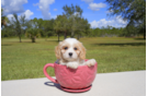 Meet  Dakota - our Cavachon Puppy Photo 3/3 - Florida Fur Babies