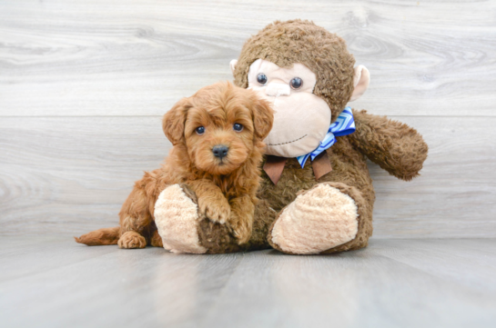 21 week old Mini Goldendoodle Puppy For Sale - Florida Fur Babies