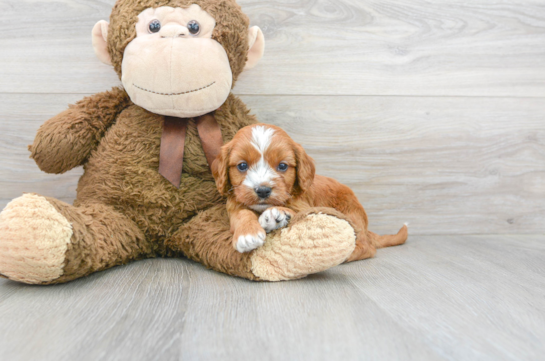 12 week old Cavapoo Puppy For Sale - Florida Fur Babies