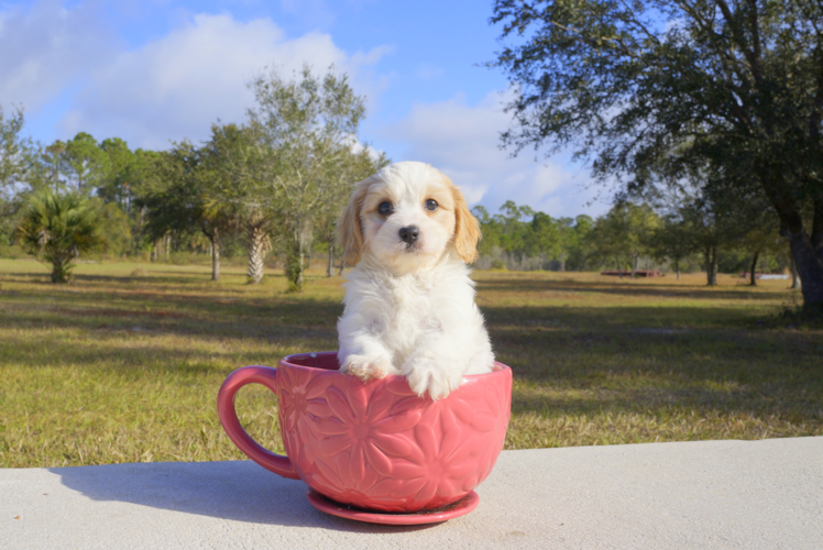 Meet Gloria - our Cavachon Puppy Photo 1/3 - Florida Fur Babies