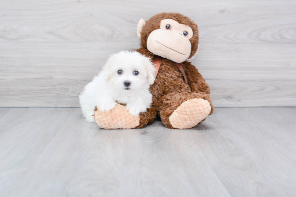 Meet Casper - our Maltese Puppy Photo 2/2 - Florida Fur Babies