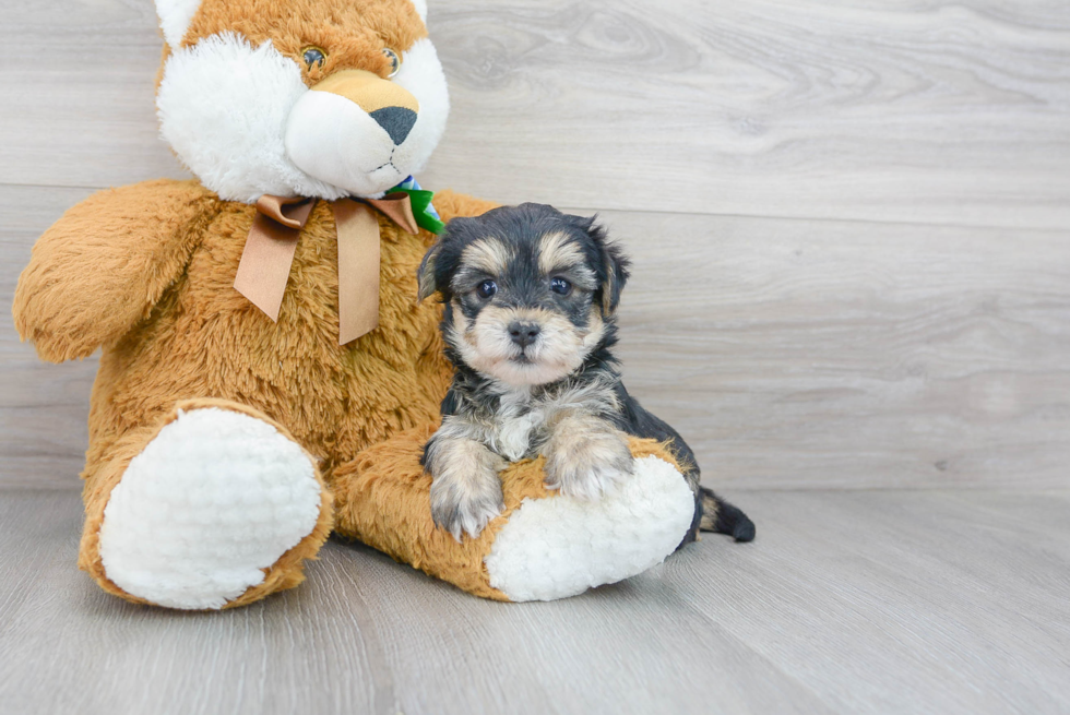 Meet Julep - our Yorkie Chon Puppy Photo 1/3 - Florida Fur Babies