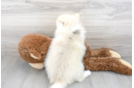 Meet Jeter - our Pomsky Puppy Photo 3/3 - Florida Fur Babies