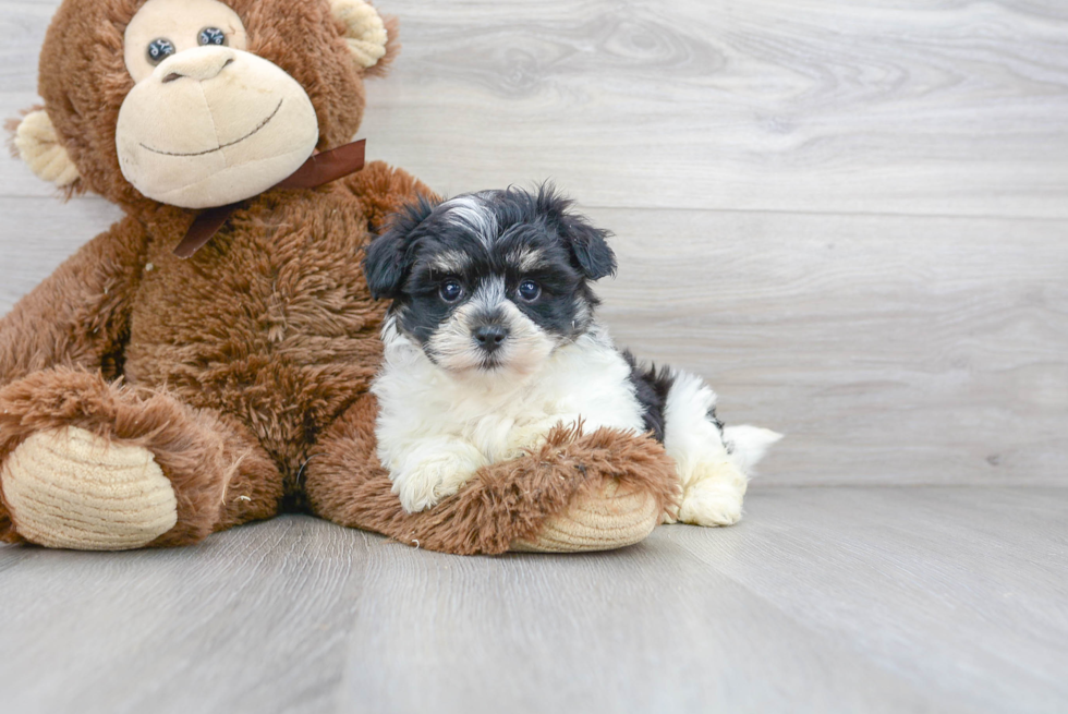 Meet Esteban - our Havachon Puppy Photo 1/3 - Florida Fur Babies