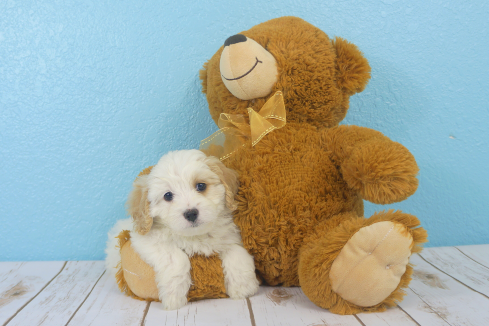 Meet  Zoey - our Cavachon Puppy Photo 1/3 - Florida Fur Babies