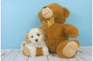 Meet  Zoey - our Cavachon Puppy Photo 1/3 - Florida Fur Babies