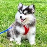 Cute Pomsky Designer Pup