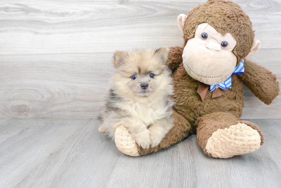 Meet Kenan - our Pomeranian Puppy Photo 2/3 - Florida Fur Babies