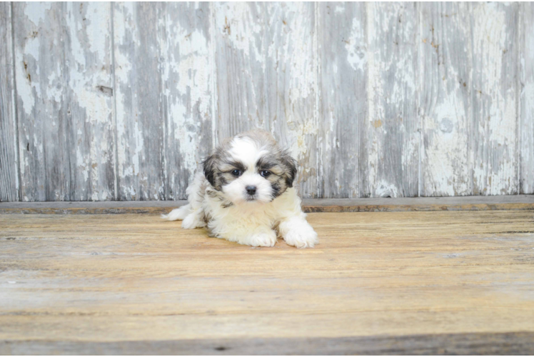 Meet Zoey - our Teddy Bear Puppy Photo 3/3 - Florida Fur Babies