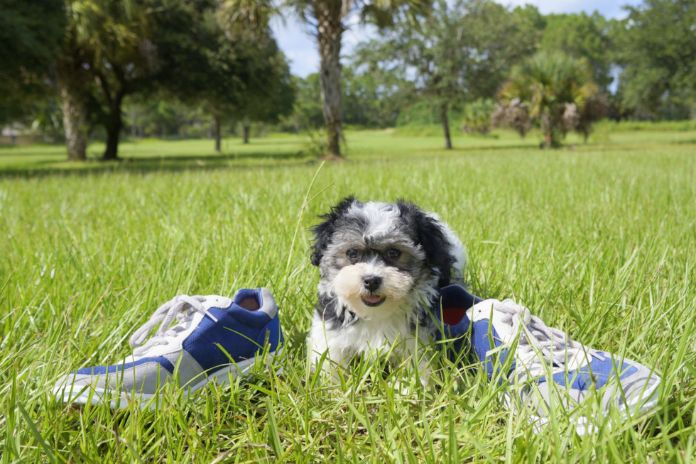 Meet Jaxon - our Havanese Puppy Photo 3/4 - Florida Fur Babies