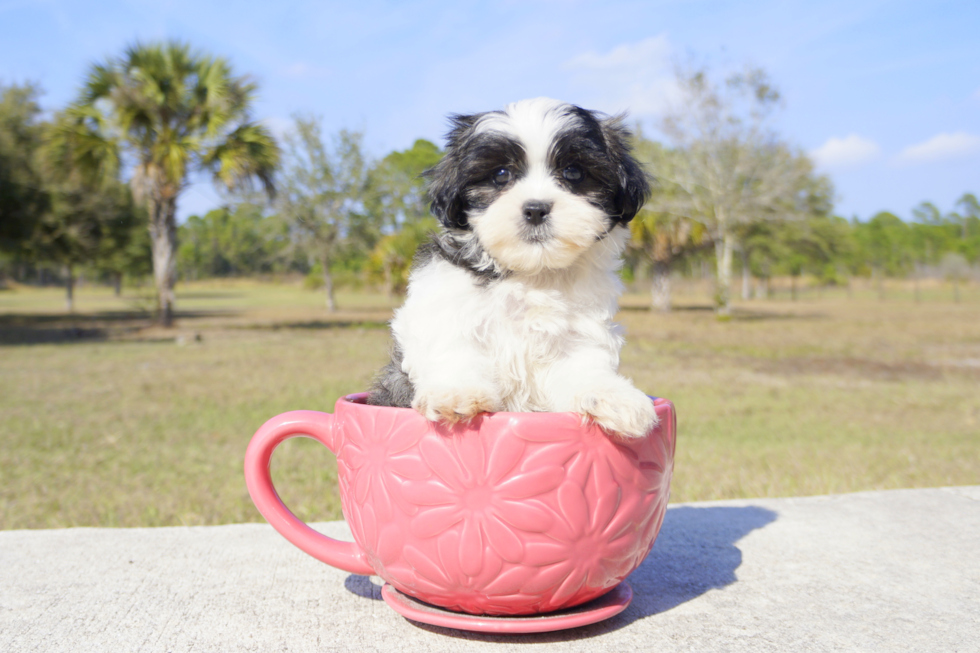 Meet Shiloh - our Teddy Bear Puppy Photo 2/3 - Florida Fur Babies