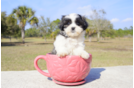 Meet Shiloh - our Teddy Bear Puppy Photo 2/3 - Florida Fur Babies