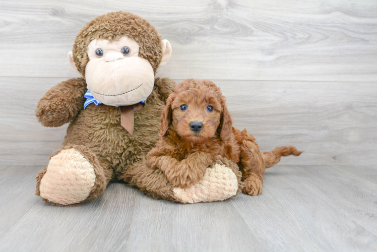 Meet Charlotte - our Mini Goldendoodle Puppy Photo 1/3 - Florida Fur Babies