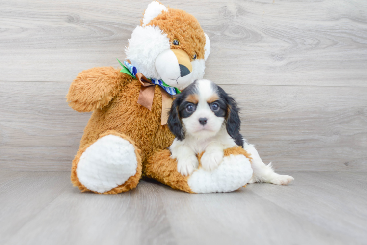 Meet Donna - our Cavalier King Charles Spaniel Puppy Photo 1/3 - Florida Fur Babies