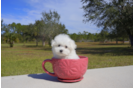 Meet  Merry - our Maltese Puppy Photo 4/4 - Florida Fur Babies