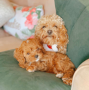 Puppy For Sale - Florida Fur Babies Puppy For Sale - Florida Fur Babies