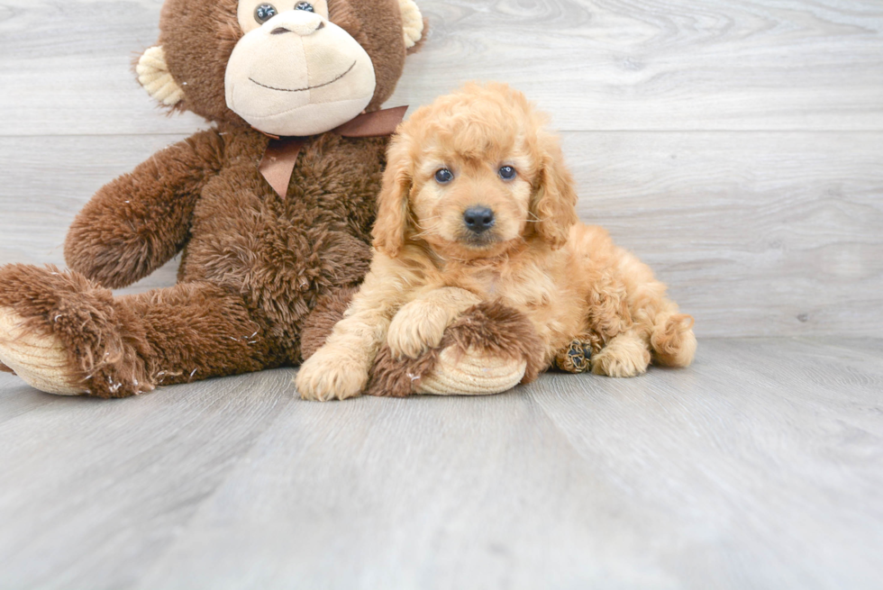 Meet Donato - our Mini Goldendoodle Puppy Photo 1/3 - Florida Fur Babies