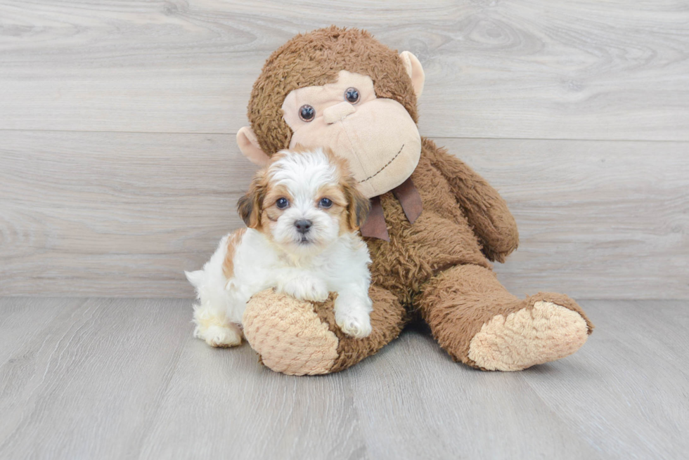 Meet Sosa - our Teddy Bear Puppy Photo 1/3 - Florida Fur Babies