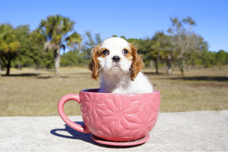 Meet Edward - our Cavalier King Charles Spaniel Puppy Photo 2/3 - Florida Fur Babies