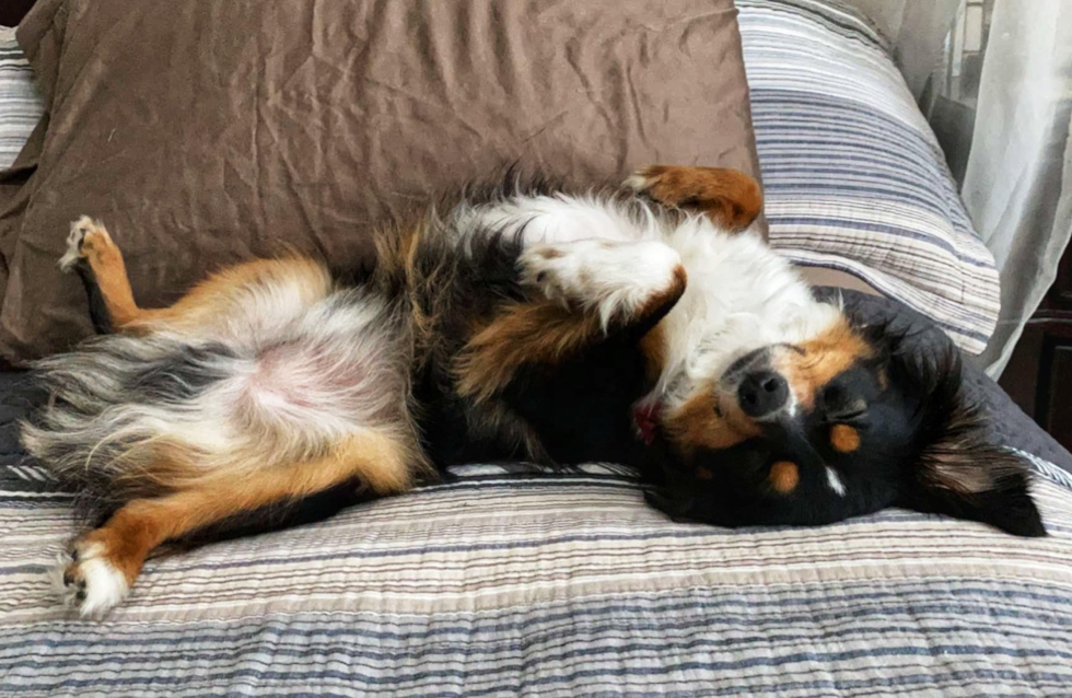 Cute Mini Aussie Purebred Pup