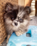 Cute Pomeranian Purebred Pup Cute Pomeranian Purebred Pup