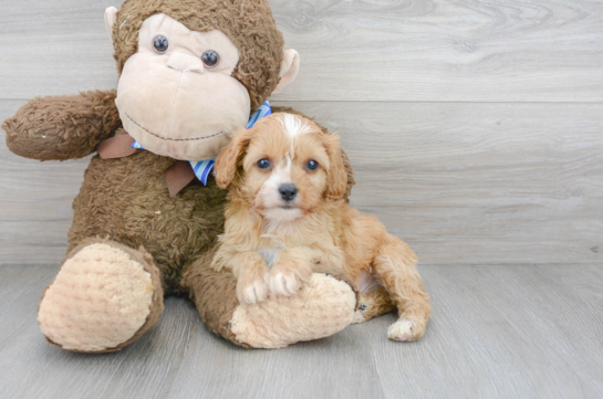 19 week old Cavapoo Puppy For Sale - Florida Fur Babies