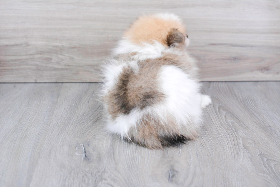 Meet Trudy - our Pomeranian Puppy Photo 5/5 - Florida Fur Babies