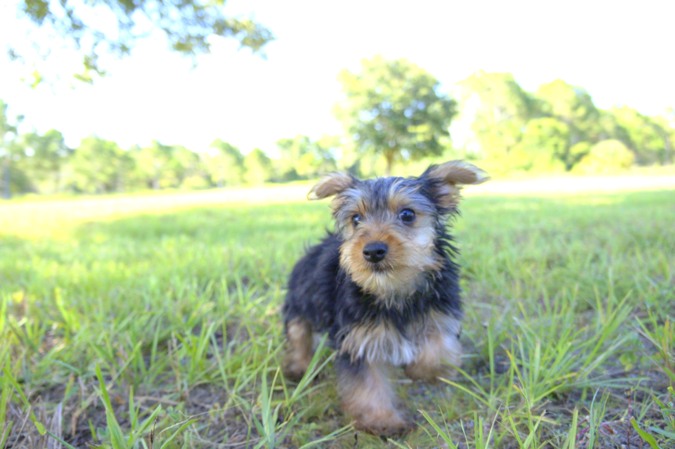 Meet Marcus - our Yorkshire Terrier Puppy Photo 