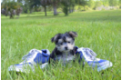 Meet Magnus - our Morkie Puppy Photo 4/4 - Florida Fur Babies