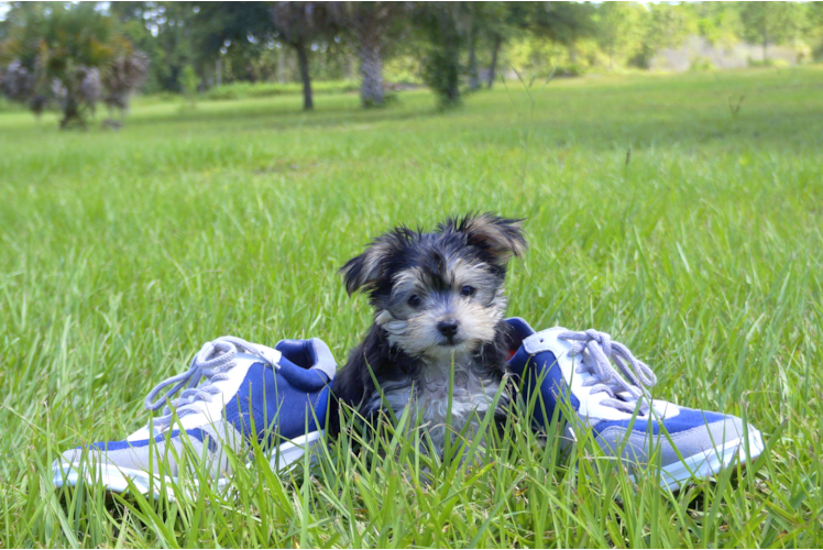 Meet Magnus - our Morkie Puppy Photo 4/4 - Florida Fur Babies