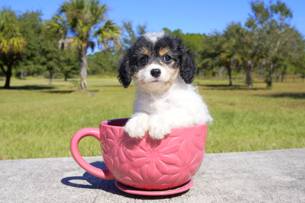 Meet Loui Queen - our Cavachon Puppy Photo 3/3 - Florida Fur Babies