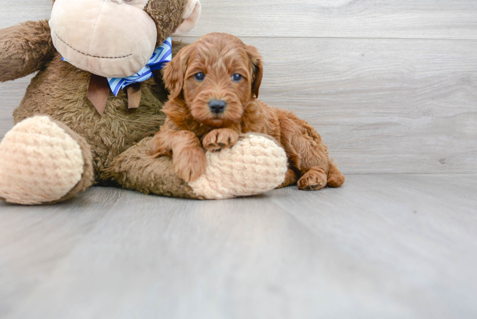 Meet Astrid - our Mini Goldendoodle Puppy Photo 2/3 - Florida Fur Babies