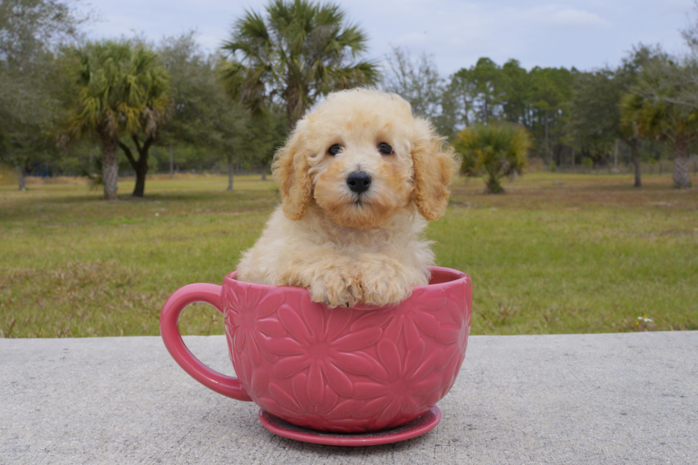 Meet Mikey - our Maltipoo Puppy Photo 2/4 - Florida Fur Babies