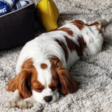 Cute Cavalier King Charles Spaniel Pup