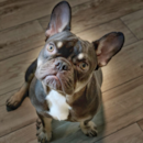 Puppy For Sale - Florida Fur Babies Puppy For Sale - Florida Fur Babies