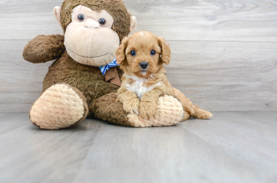 13 week old Cavapoo Puppy For Sale - Florida Fur Babies
