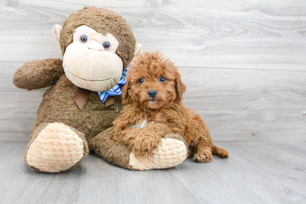Meet T-Bone - our Mini Goldendoodle Puppy Photo 2/3 - Florida Fur Babies