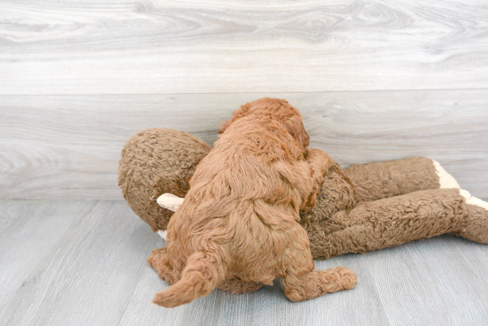 Meet George - our Mini Goldendoodle Puppy Photo 3/3 - Florida Fur Babies