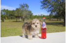 Meet Bella - our Morkie Puppy Photo 2/3 - Florida Fur Babies