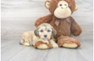 Meet Norah - our Mini Aussiedoodle Puppy Photo 2/3 - Florida Fur Babies
