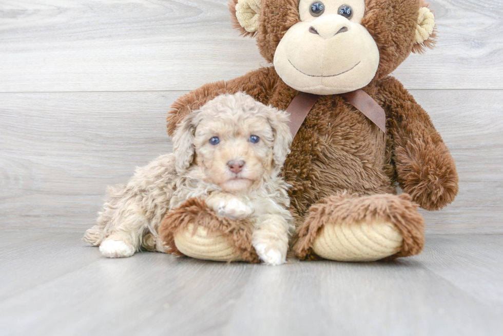 Meet Ronnie - our Poodle Puppy Photo 2/3 - Florida Fur Babies