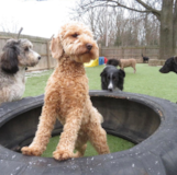 Cute Golden Retriever Poodle Mix Pup Cute Golden Retriever Poodle Mix Pup