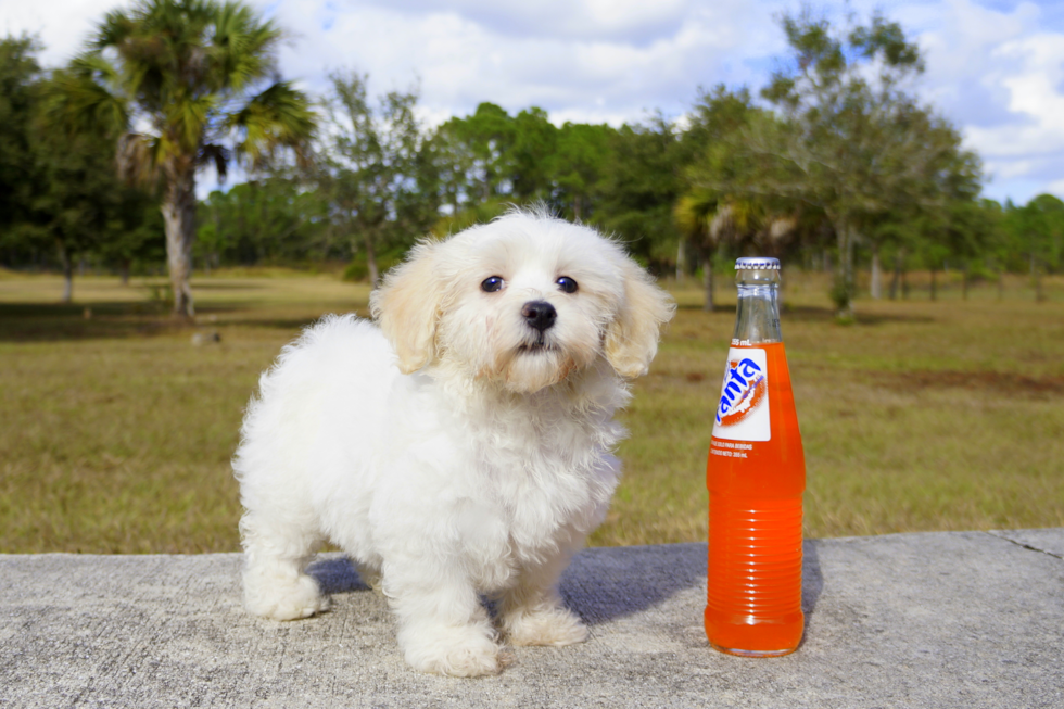 Meet Holly - our Havanese Puppy Photo 2/2 - Florida Fur Babies
