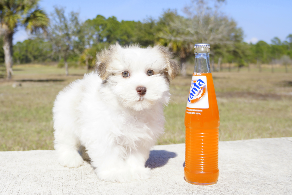 Meet Einstine - our Havanese Puppy Photo 1/5 - Florida Fur Babies