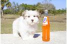 Meet Einstine - our Havanese Puppy Photo 1/5 - Florida Fur Babies